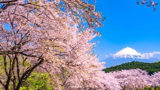 <Web割対象商品>【キングツアーバス旅】富士と桜の競演♪「岩本山の桜」と「富士山本宮浅間大社」 生&釜揚げしらす&桜海老の駿河3色丼 きらぴ香★いちご狩り♪〔聖蹟桜ヶ丘・京王八王子発〕1